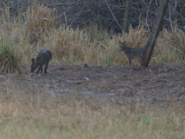 Krabbenetende vos (Cerdocyon thous)